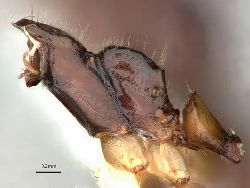 Dolichoderus diversus - CASENT0866539