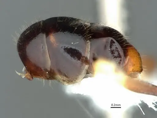 Dolichoderus diversus - CASENT0866539