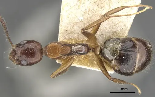 Dolichoderus diversus - CASENT0902955