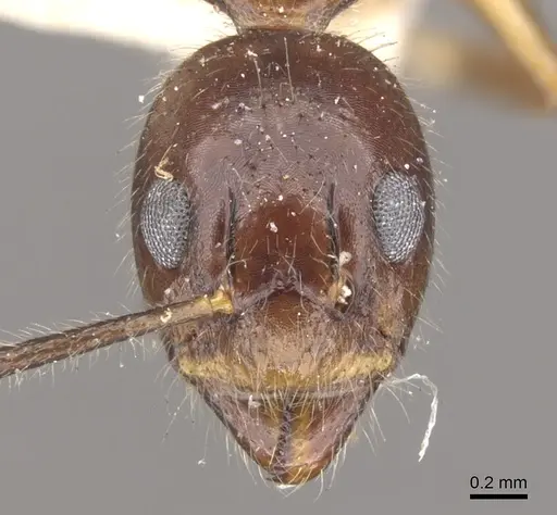 Dolichoderus diversus - CASENT0902955