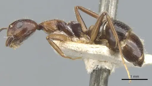Dolichoderus diversus - CASENT0902955