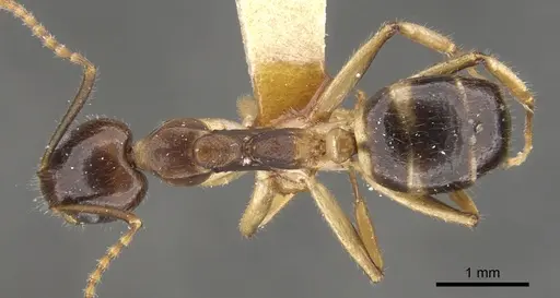 Dolichoderus diversus - CASENT0902956
