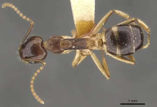 Dolichoderus diversus - CASENT0902956