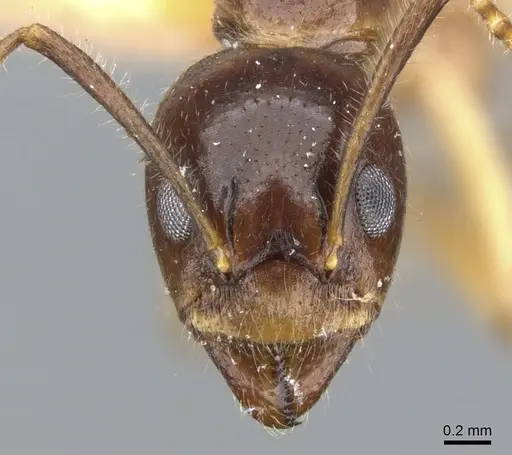 Dolichoderus diversus - CASENT0902956