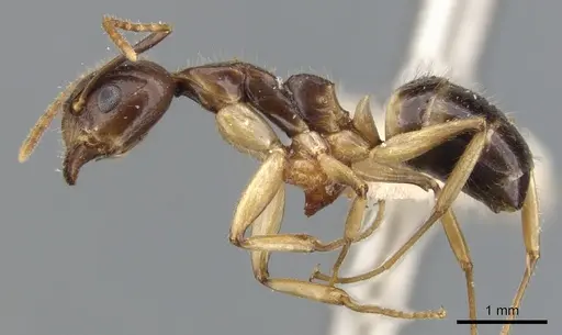 Dolichoderus diversus - CASENT0902956