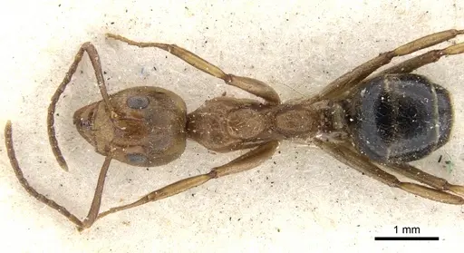 Dolichoderus diversus - CASENT0902957