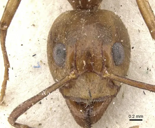 Dolichoderus diversus - CASENT0902957