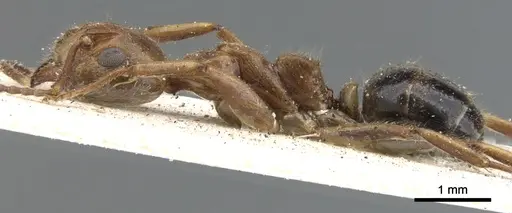 Dolichoderus diversus - CASENT0902957