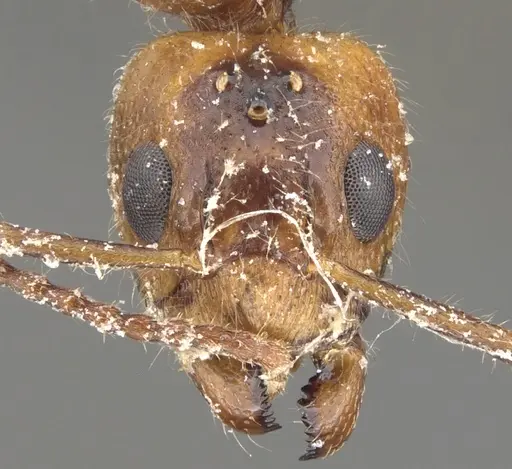 Dolichoderus diversus - CASENT0902958