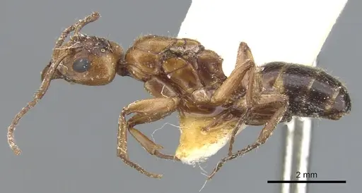 Dolichoderus diversus - CASENT0902958