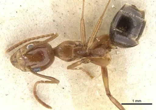 Dolichoderus diversus - CASENT0902959
