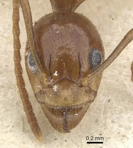 Dolichoderus diversus - CASENT0902959