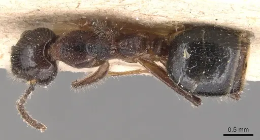 Dolichoderus diversus - CASENT0905030