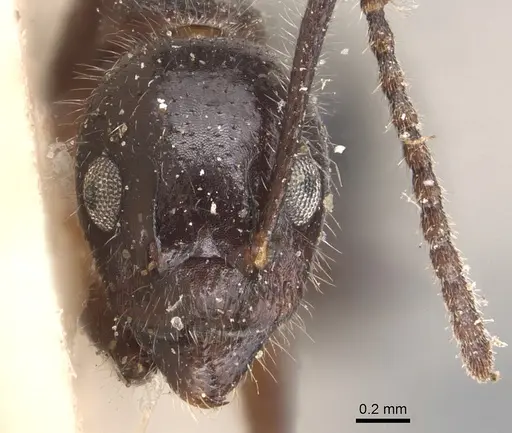 Dolichoderus diversus - CASENT0905030