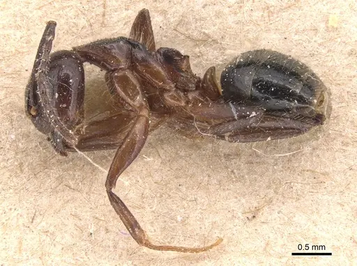 Dolichoderus diversus - CASENT0905030