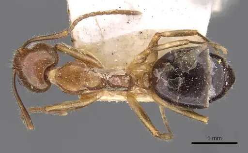 Dolichoderus diversus - CASENT0909463