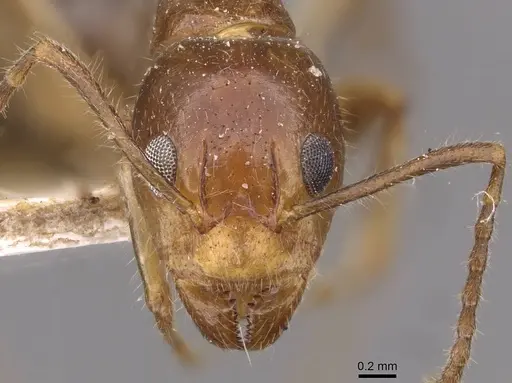 Dolichoderus diversus - CASENT0909463