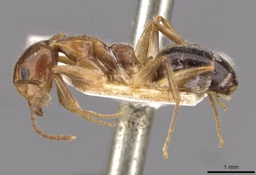 Dolichoderus diversus - CASENT0909463