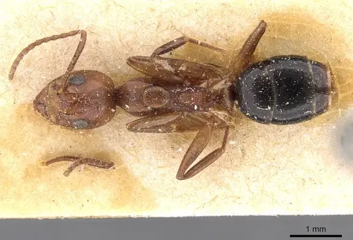 Dolichoderus diversus - CASENT0909464