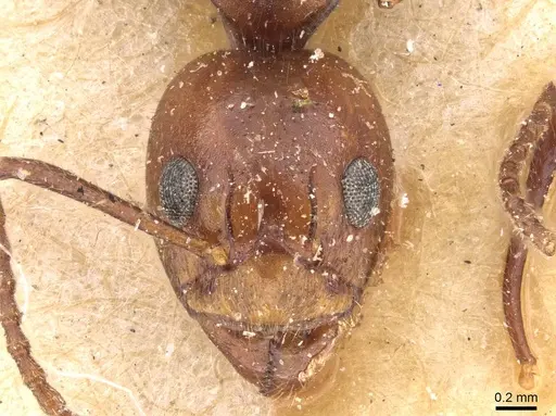 Dolichoderus diversus - CASENT0909464