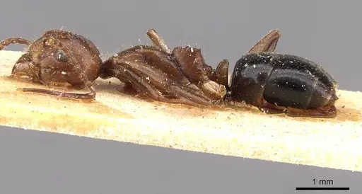 Dolichoderus diversus - CASENT0909464