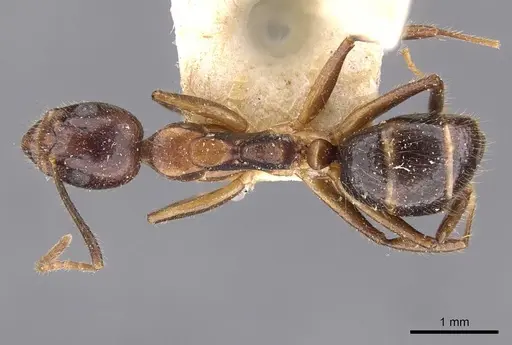 Dolichoderus diversus - CASENT0909465