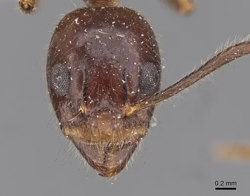 Dolichoderus diversus - CASENT0909465