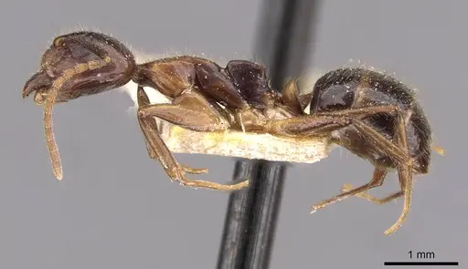 Dolichoderus diversus - CASENT0909465