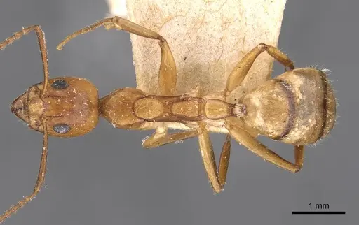 Dolichoderus diversus - CASENT0909466