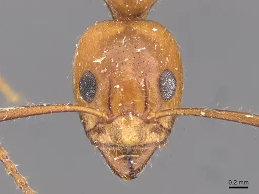 Dolichoderus diversus - CASENT0909466