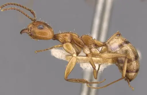 Dolichoderus diversus - CASENT0909466