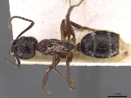 Dolichoderus diversus - CASENT0909467