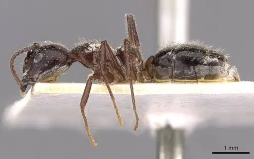 Dolichoderus diversus - CASENT0909467