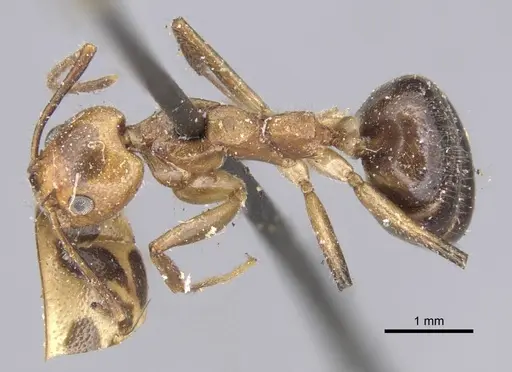 Dolichoderus diversus - CASENT0915563