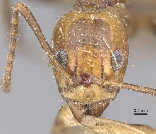 Dolichoderus diversus - CASENT0915563