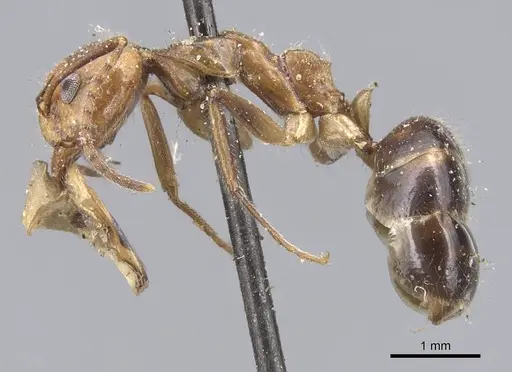 Dolichoderus diversus - CASENT0915563