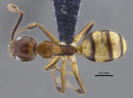 Dolichoderus diversus - CBUMAGENT41846