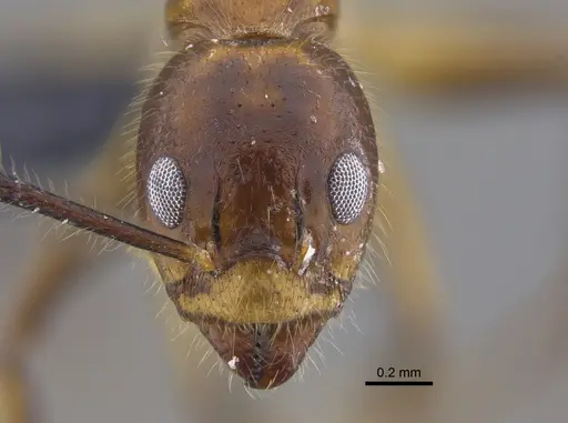 Dolichoderus diversus - CBUMAGENT41846