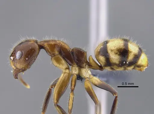 Dolichoderus diversus - CBUMAGENT41846