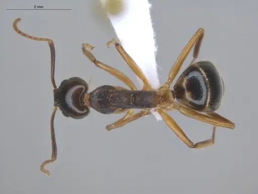 Dolichoderus diversus - ECOFOG-BUG-0176-12