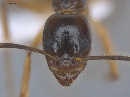 Dolichoderus diversus - ECOFOG-BUG-0176-12