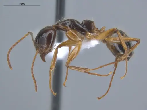 Dolichoderus diversus - ECOFOG-BUG-0176-12