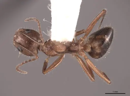 Dolichoderus diversus - FMNHINS0000062996