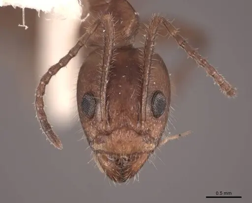 Dolichoderus diversus - FMNHINS0000062996