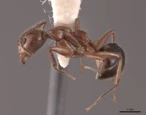 Dolichoderus diversus - FMNHINS0000062996