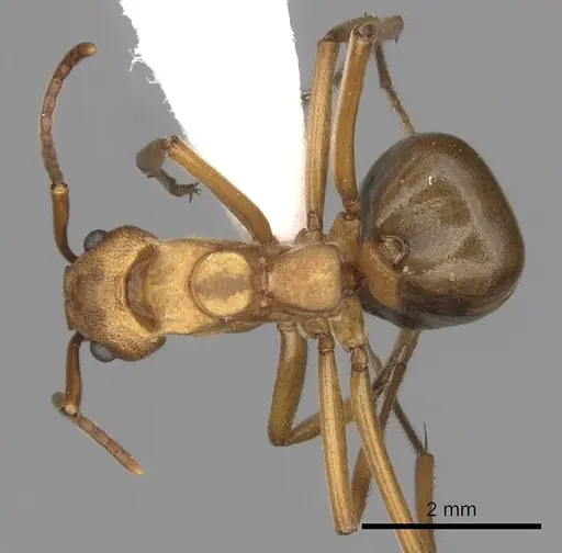 Dolichoderus doloniger specimen