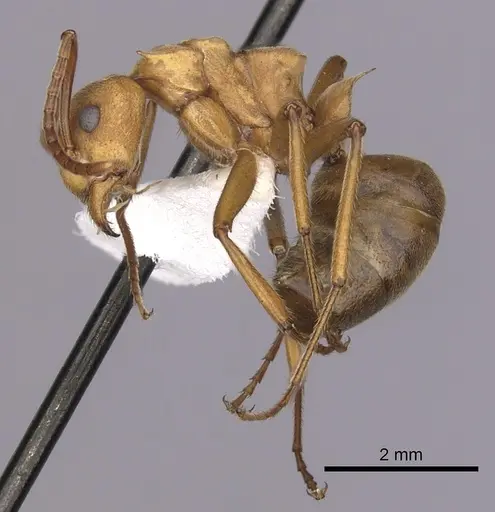 Dolichoderus doloniger specimen