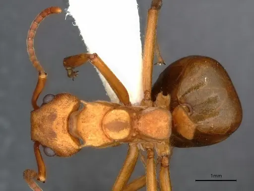 Dolichoderus doloniger - CASENT0886002