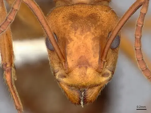 Dolichoderus doloniger - CASENT0886002