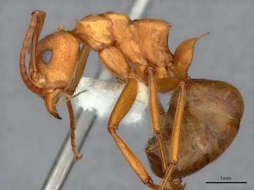 Dolichoderus doloniger - CASENT0886002